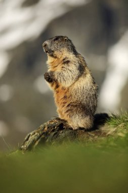Marmota marmota. Avusturya'da fotoğraflandı. Ücretsiz doğa. Dağlar. Avrupa'nın vahşi doğa. Hayvan hayat güzel fotoğraf.