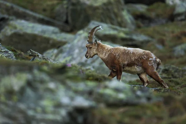 Kambing Ibex Difoto Austria Bebas Alam Alam Liar Eropa Foto — Stok Foto