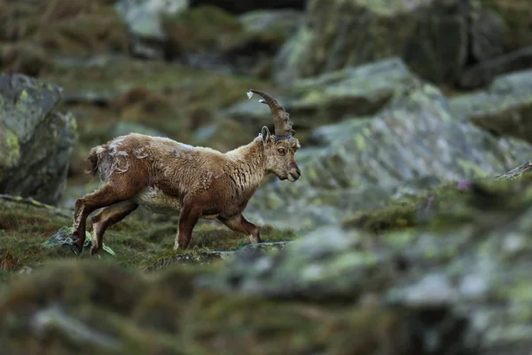 Kambing Ibex Difoto Austria Bebas Alam Alam Liar Eropa Foto — Stok Foto