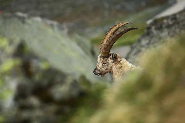 Goat Ibex Photographed Austria Free Nature Wild Nature Europe Beautiful — Stock Photo, Image