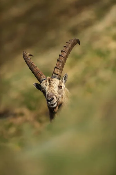 Ibex Cabra Fotografado Áustria Natureza Livre Natureza Selvagem Europa Bela — Fotografia de Stock