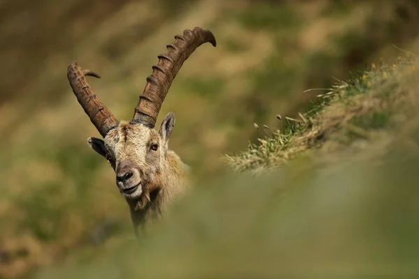 Ibex Cabra Fotografado Áustria Natureza Livre Natureza Selvagem Europa Bela — Fotografia de Stock