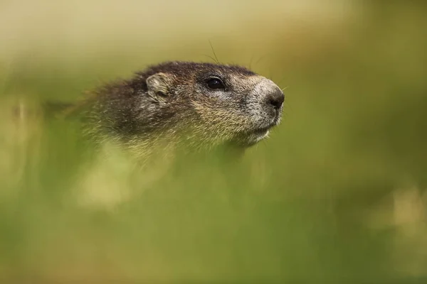 Marmota Marmota Difoto Austria Bebas Alam Gunung Alam Liar Eropa — Stok Foto