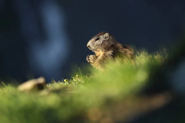 Marmota Marmota Fotografado Áustria Natureza Livre Montanhas Natureza Selvagem Europa — Fotografia de Stock