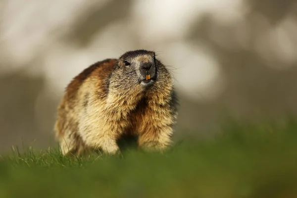 Marmota Marmota Difoto Austria Bebas Alam Gunung Alam Liar Eropa — Stok Foto