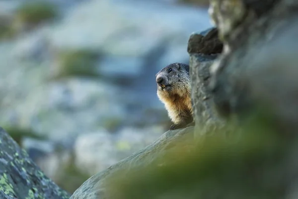 Marmota Marmota Сфотографирован Австрии Свободная Природа Горы Дикая Природа Европы — стоковое фото