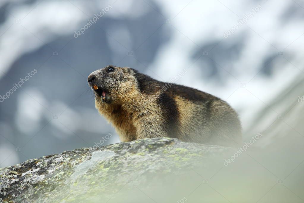 Marmota marmota. Photographed in Austria. Free nature. Mountains. The wild nature of Europe. Beautiful photo of animal life.