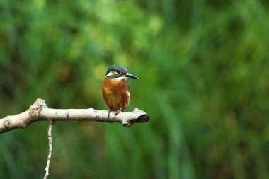 Alcedo şuna. Avrupa çapında oluşur. Yavaş akan nehirler için arıyorum. Ve temiz su. Avrupa'nın vahşi doğa. Ücretsiz doğa. Çek Cumhuriyeti'nde fotoğraflandı. Güzel doğa fotoğraflar. Nadir bir kuş.