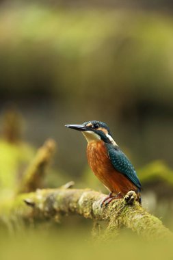 Alcedo şuna. Avrupa çapında oluşur. Yavaş akan nehirler için arıyorum. Ve temiz su. Avrupa'nın vahşi doğa. Ücretsiz doğa. Çek Cumhuriyeti'nde fotoğraflandı. Güzel doğa fotoğraflar. Nadir bir kuş.