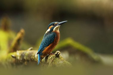 Alcedo şuna. Avrupa çapında oluşur. Yavaş akan nehirler için arıyorum. Ve temiz su. Avrupa'nın vahşi doğa. Ücretsiz doğa. Çek Cumhuriyeti'nde fotoğraflandı. Güzel doğa fotoğraflar. Nadir bir kuş.