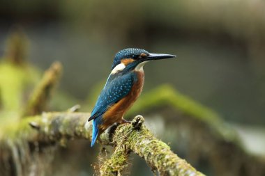 Alcedo şuna. Avrupa çapında oluşur. Yavaş akan nehirler için arıyorum. Ve temiz su. Avrupa'nın vahşi doğa. Ücretsiz doğa. Çek Cumhuriyeti'nde fotoğraflandı. Güzel doğa fotoğraflar. Nadir bir kuş.