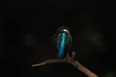 Alcedo şuna. Avrupa çapında oluşur. Yavaş akan nehirler için arıyorum. Ve temiz su. Avrupa'nın vahşi doğa. Ücretsiz doğa. Çek Cumhuriyeti'nde fotoğraflandı. Güzel doğa fotoğraflar. Nadir bir kuş.
