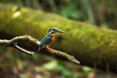 Alcedo şuna. Avrupa çapında oluşur. Yavaş akan nehirler için arıyorum. Ve temiz su. Avrupa'nın vahşi doğa. Ücretsiz doğa. Çek Cumhuriyeti'nde fotoğraflandı. Güzel doğa fotoğraflar. Nadir bir kuş.