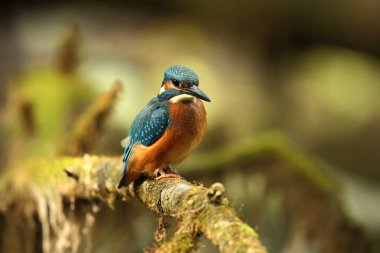 Alcedo atthis. It occurs throughout Europe. Looking for slow-flowing rivers. And clean water. The wild nature of Europe. Free nature. Photographed in the Czech Republic. Beautiful nature photos. A rare bird. clipart