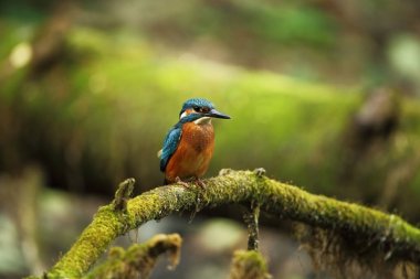 Alcedo şuna. Avrupa çapında oluşur. Yavaş akan nehirler için arıyorum. Ve temiz su. Avrupa'nın vahşi doğa. Ücretsiz doğa. Çek Cumhuriyeti'nde fotoğraflandı. Güzel doğa fotoğraflar. Nadir bir kuş.