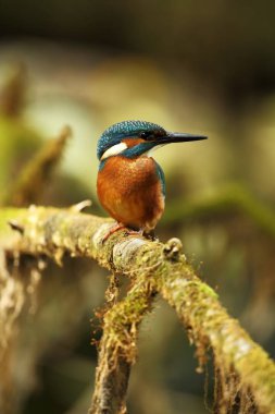 Alcedo şuna. Avrupa çapında oluşur. Yavaş akan nehirler için arıyorum. Ve temiz su. Avrupa'nın vahşi doğa. Ücretsiz doğa. Çek Cumhuriyeti'nde fotoğraflandı. Güzel doğa fotoğraflar. Nadir bir kuş.