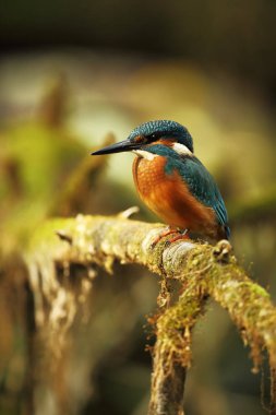 Alcedo şuna. Avrupa çapında oluşur. Yavaş akan nehirler için arıyorum. Ve temiz su. Avrupa'nın vahşi doğa. Ücretsiz doğa. Çek Cumhuriyeti'nde fotoğraflandı. Güzel doğa fotoğraflar. Nadir bir kuş.