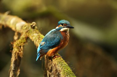 Alcedo şuna. Avrupa çapında oluşur. Yavaş akan nehirler için arıyorum. Ve temiz su. Avrupa'nın vahşi doğa. Ücretsiz doğa. Çek Cumhuriyeti'nde fotoğraflandı. Güzel doğa fotoğraflar. Nadir bir kuş.