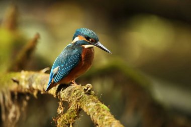 Alcedo şuna. Avrupa çapında oluşur. Yavaş akan nehirler için arıyorum. Ve temiz su. Avrupa'nın vahşi doğa. Ücretsiz doğa. Çek Cumhuriyeti'nde fotoğraflandı. Güzel doğa fotoğraflar. Nadir bir kuş.