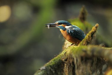 Alcedo şuna. Avrupa çapında oluşur. Yavaş akan nehirler için arıyorum. Ve temiz su. Avrupa'nın vahşi doğa. Ücretsiz doğa. Çek Cumhuriyeti'nde fotoğraflandı. Güzel doğa fotoğraflar. Nadir bir kuş.