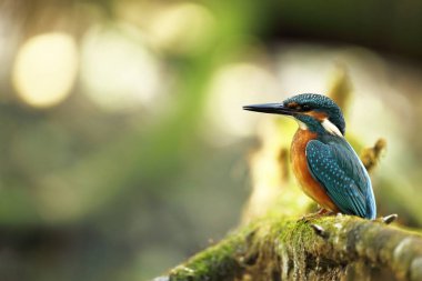 Alcedo şuna. Avrupa çapında oluşur. Yavaş akan nehirler için arıyorum. Ve temiz su. Avrupa'nın vahşi doğa. Ücretsiz doğa. Çek Cumhuriyeti'nde fotoğraflandı. Güzel doğa fotoğraflar. Nadir bir kuş.