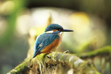Alcedo şuna. Avrupa çapında oluşur. Yavaş akan nehirler için arıyorum. Ve temiz su. Avrupa'nın vahşi doğa. Ücretsiz doğa. Çek Cumhuriyeti'nde fotoğraflandı. Güzel doğa fotoğraflar. Nadir bir kuş.