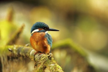 Alcedo atthis. It occurs throughout Europe. Looking for slow-flowing rivers. And clean water. The wild nature of Europe. Free nature. Photographed in the Czech Republic. Beautiful nature photos. A rare bird. clipart