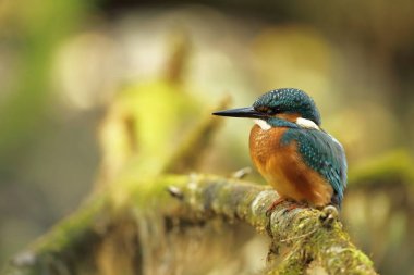 Alcedo şuna. Avrupa çapında oluşur. Yavaş akan nehirler için arıyorum. Ve temiz su. Avrupa'nın vahşi doğa. Ücretsiz doğa. Çek Cumhuriyeti'nde fotoğraflandı. Güzel doğa fotoğraflar. Nadir bir kuş.