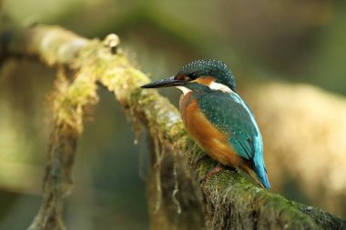 Alcedo şuna. Avrupa çapında oluşur. Yavaş akan nehirler için arıyorum. Ve temiz su. Avrupa'nın vahşi doğa. Ücretsiz doğa. Çek Cumhuriyeti'nde fotoğraflandı. Güzel doğa fotoğraflar. Nadir bir kuş.