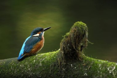 Alcedo şuna. Avrupa çapında oluşur. Yavaş akan nehirler için arıyorum. Ve temiz su. Avrupa'nın vahşi doğa. Ücretsiz doğa. Çek Cumhuriyeti'nde fotoğraflandı. Güzel doğa fotoğraflar. Nadir bir kuş.