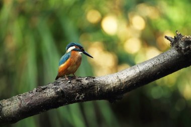 Alcedo şuna. Avrupa çapında oluşur. Yavaş akan nehirler için arıyorum. Ve temiz su. Avrupa'nın vahşi doğa. Ücretsiz doğa. Çek Cumhuriyeti'nde fotoğraflandı. Güzel doğa fotoğraflar. Nadir bir kuş.