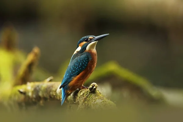 Ατθίς Alcedo Αυτό Συμβαίνει Όλη Την Ευρώπη Ψάχνετε Για Αργή — Φωτογραφία Αρχείου