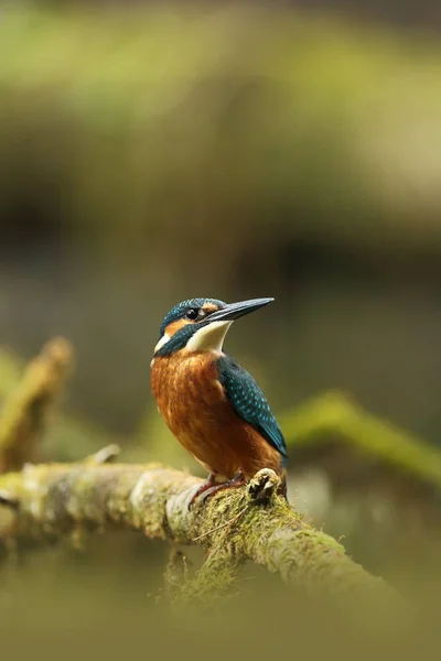 Alcedo Nisto Ocorre Toda Europa Procura Rios Lentos Água Limpa — Fotografia de Stock