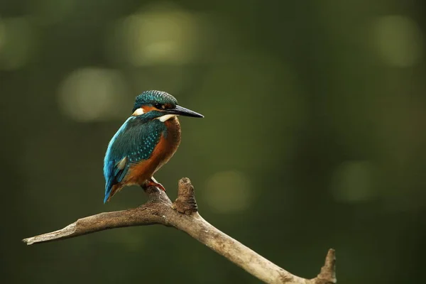 Alcedo Atthis Зустрічається Всій Європі Шукає Річок Повільно Тече Чистої — стокове фото