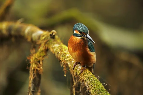 Alcedo Atthis Зустрічається Всій Європі Шукає Річок Повільно Тече Чистої — стокове фото