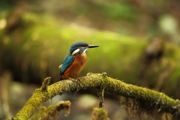 Alcedo Atthis Зустрічається Всій Європі Шукає Річок Повільно Тече Чистої — стокове фото