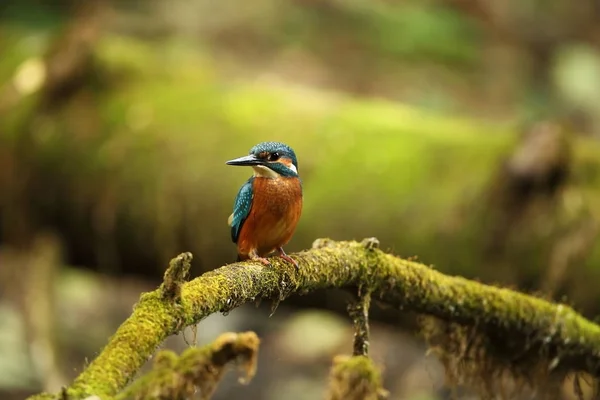 Alcedo Nisto Ocorre Toda Europa Procura Rios Lentos Água Limpa — Fotografia de Stock