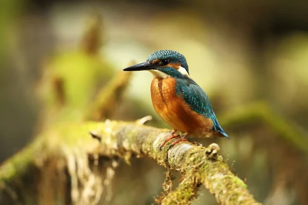 Alcedo Esto Ocurre Toda Europa Buscando Ríos Flujo Lento Agua —  Fotos de Stock