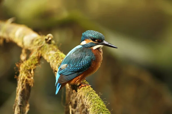 Alcedo Nisto Ocorre Toda Europa Procura Rios Lentos Água Limpa — Fotografia de Stock