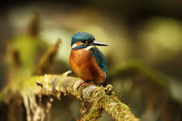 Alcedo Nisto Ocorre Toda Europa Procura Rios Lentos Água Limpa — Fotografia de Stock