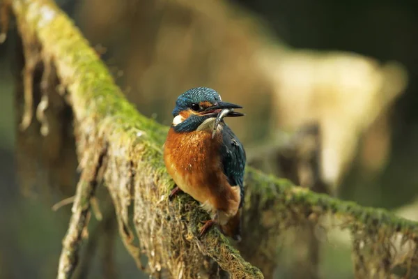 Alcedo Atthis Occurs Throughout Europe Looking Slow Flowing Rivers Clean — Stock Photo, Image