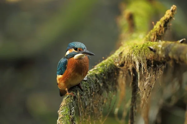 Alcedo Nisto Ocorre Toda Europa Procura Rios Lentos Água Limpa — Fotografia de Stock