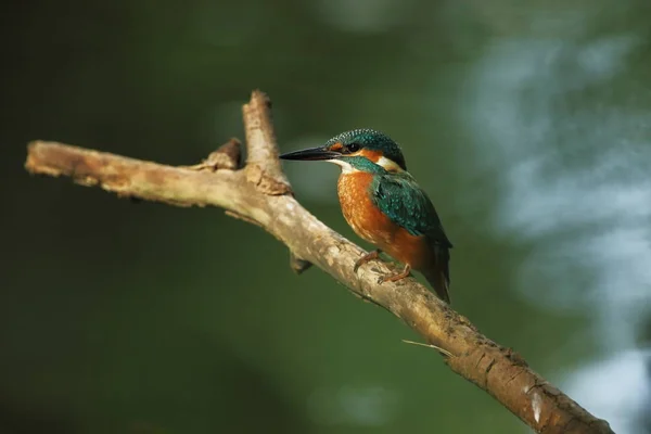 Alcedo Esto Ocurre Toda Europa Buscando Ríos Flujo Lento Agua — Foto de Stock