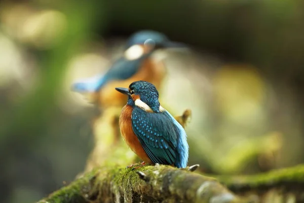 Alcedo Nisto Ocorre Toda Europa Procura Rios Lentos Água Limpa — Fotografia de Stock