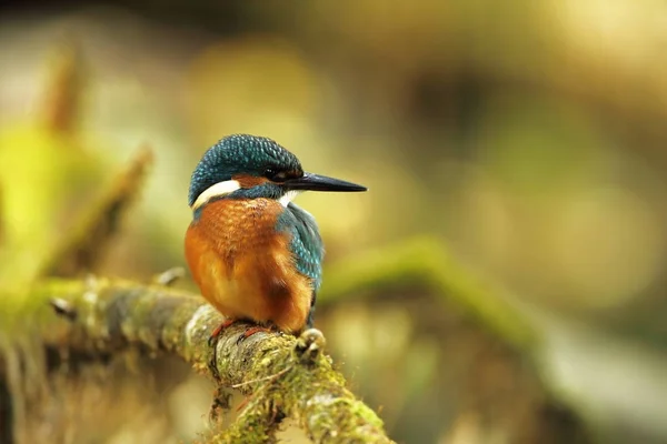 カワセミ それはヨーロッパ全土で発生します ゆっくり流れる川を探しています きれいな水 ヨーロッパの大自然 自由な性質 チェコ共和国で撮影 美しい自然の写真 珍しい鳥 — ストック写真