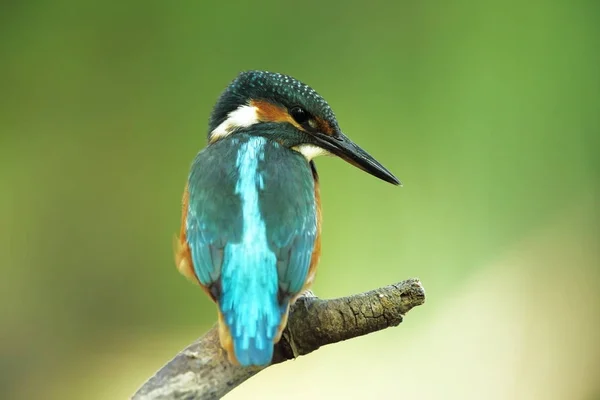 Alcedo Esto Ocurre Toda Europa Buscando Ríos Flujo Lento Agua — Foto de Stock