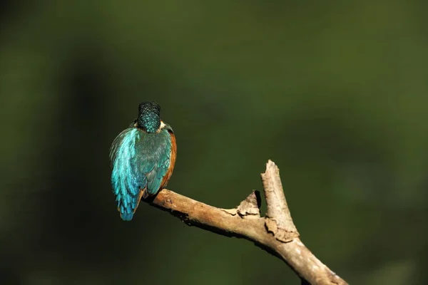 Alcedo Esto Ocurre Toda Europa Buscando Ríos Flujo Lento Agua —  Fotos de Stock