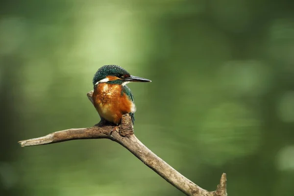 Alcedo Esto Ocurre Toda Europa Buscando Ríos Flujo Lento Agua — Foto de Stock