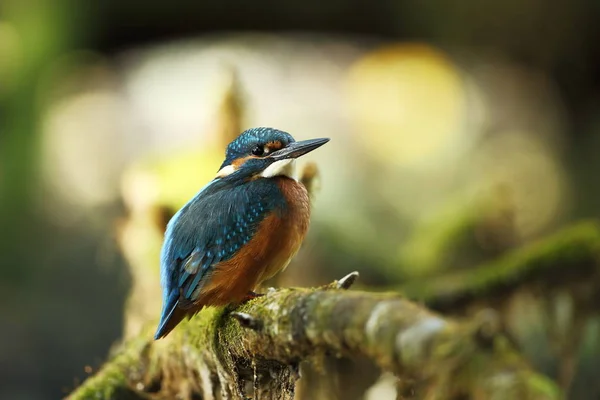 Alcedo Atthis Occurs Throughout Europe Looking Slow Flowing Rivers Clean — Stock Photo, Image