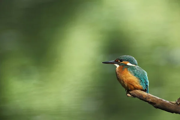 Ατθίς Alcedo Αυτό Συμβαίνει Όλη Την Ευρώπη Ψάχνετε Για Αργή — Φωτογραφία Αρχείου